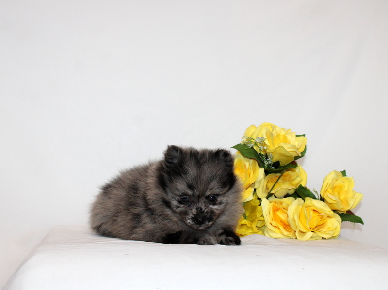 puppy, for, sale, Pomernain, Matthew B. Stoltzfus, dog, breeder, Gap, PA, dog-breeder, puppy-for-sale, forsale, nearby, find, puppyfind, locator, puppylocator, aca